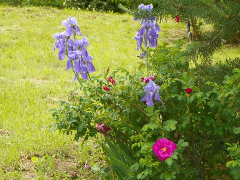 iris pallida si Dwarf Pavement - Dobarland 2019 2