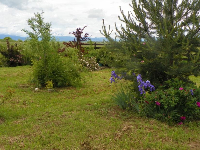 iris pallida si Scarlet Pavement - Dobarland 2019 2