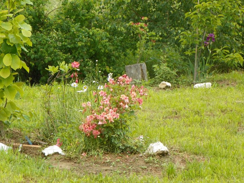 azalea Corneille - Dobarland 2019 2