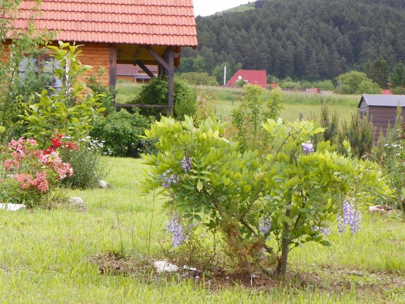 wisteria - Dobarland 2019 2