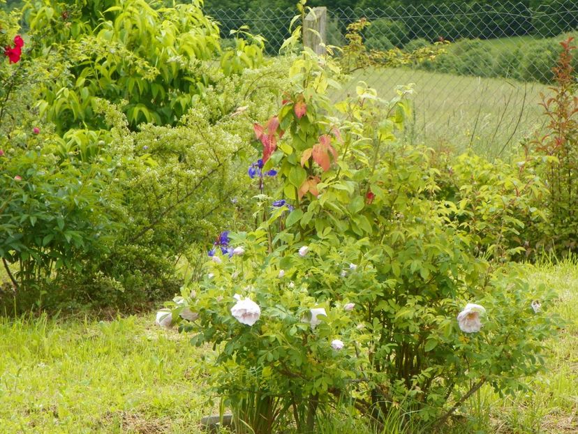 Snow Pavement - Dobarland 2019 2