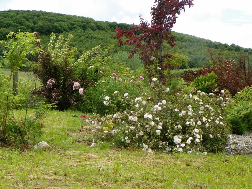 Stanwell Perpetual - Dobarland 2019 2