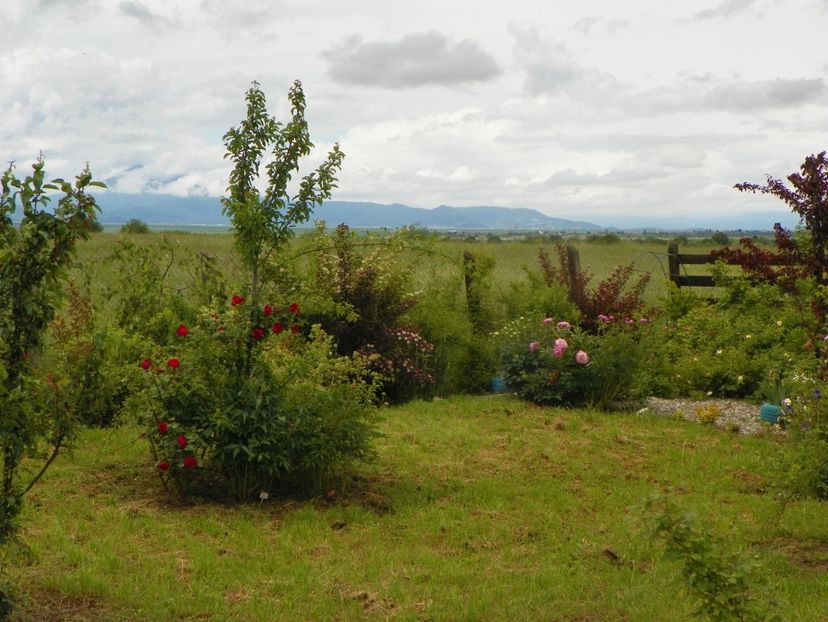 Robusta - Korgosa - Dobarland 2019 2