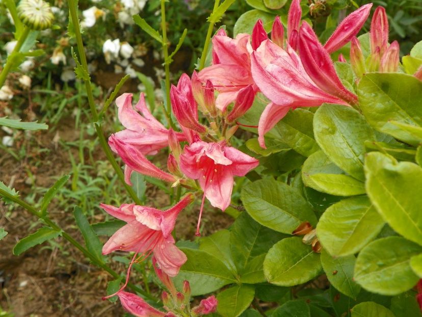 azalea Chanel - Dobarland 2019 2