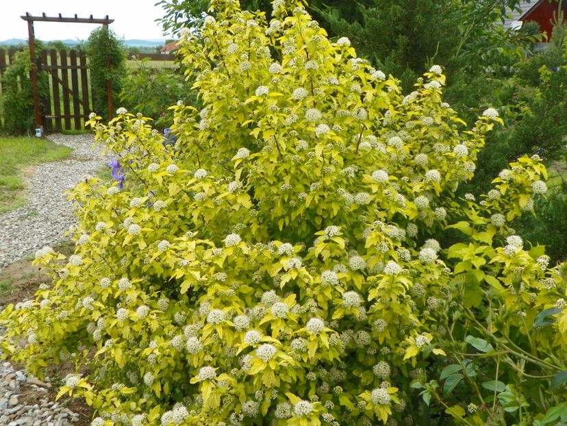 physocarpus Dart's Gold - Dobarland 2019 2