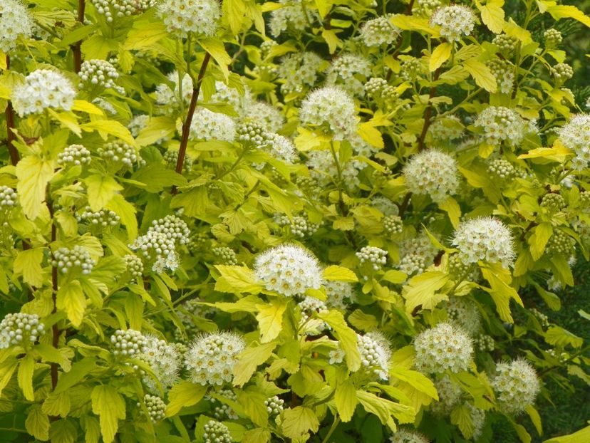 physocarpus Dart's Gold - Dobarland 2019 2