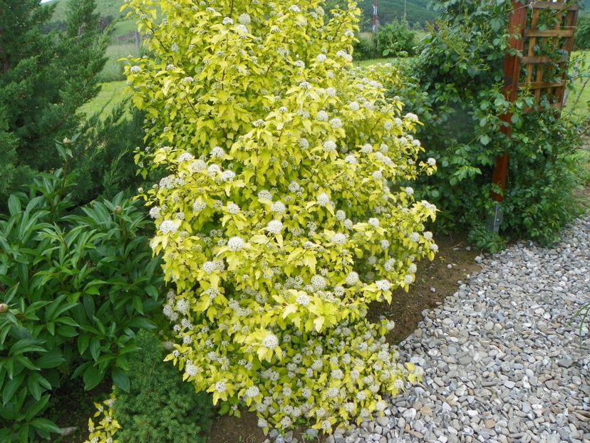 physocarpus Dart's Gold - Dobarland 2019 2