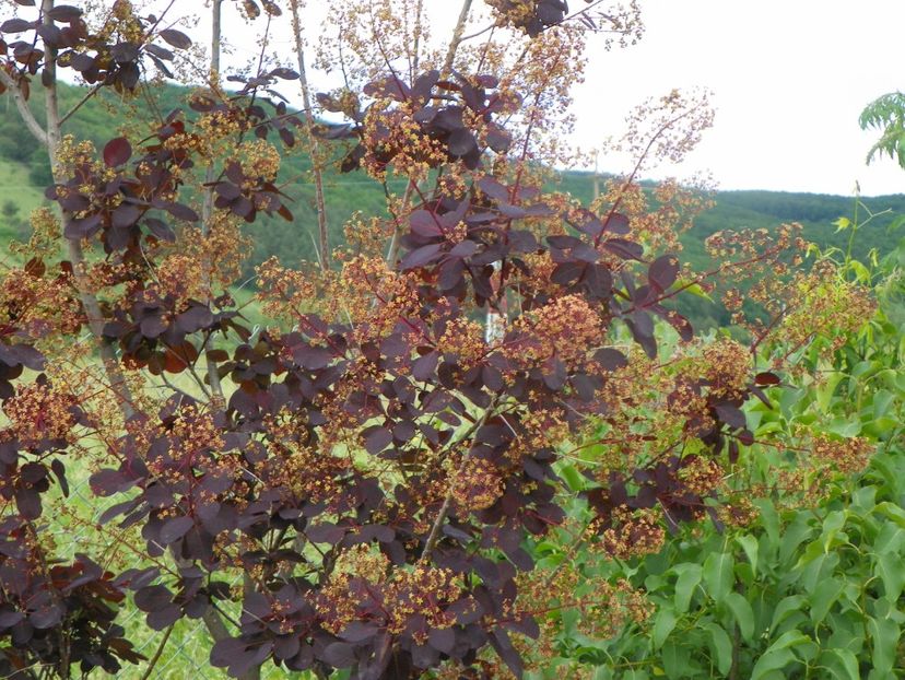 cotinus coggyria Royal Purple - Dobarland 2019 2