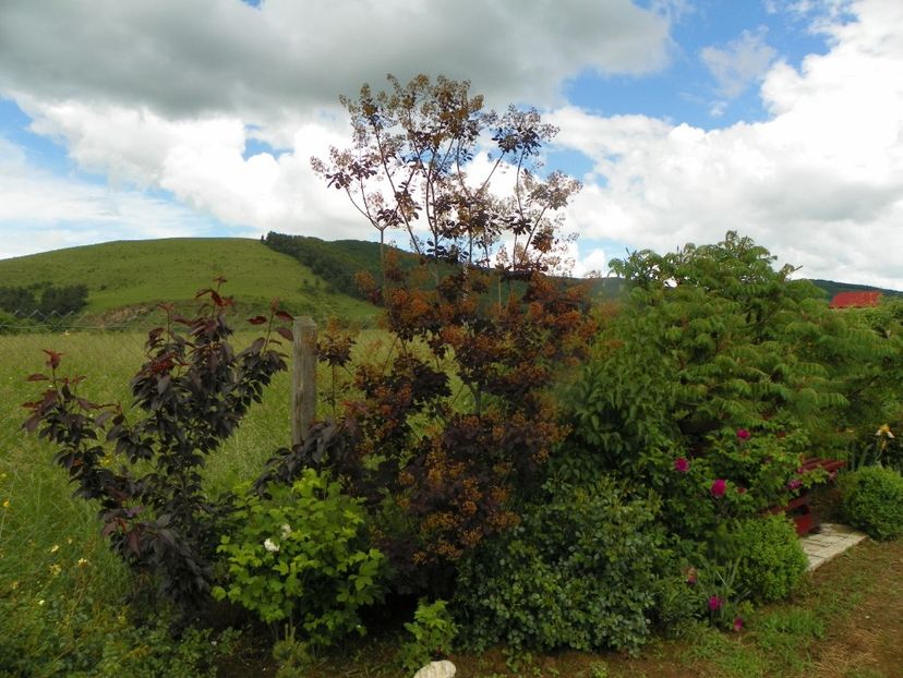cotinus coggyria Royal Purple - Dobarland 2019 2