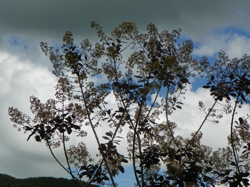 cotinus coggyria Royal Purple - Dobarland 2019 2