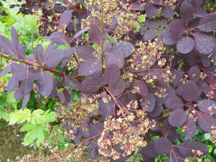 cotinus coggyria Royal Purple - Dobarland 2019 2