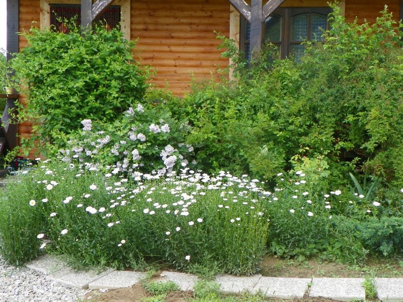 margarete si syringa Miss Kim - Dobarland 2019 2