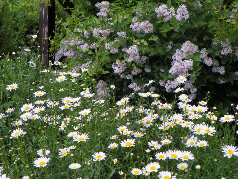 margarete si syringa Miss Kim - Dobarland 2019 2