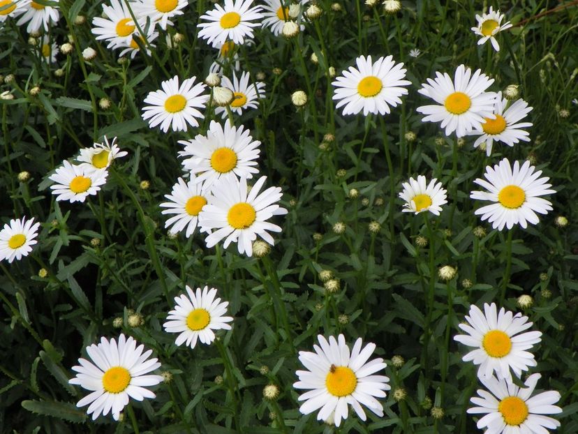 margarete - Dobarland 2019 2