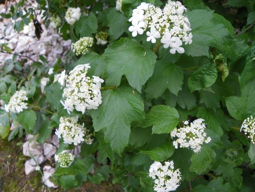 viburnum opulus Compactum - Dobarland 2019 2