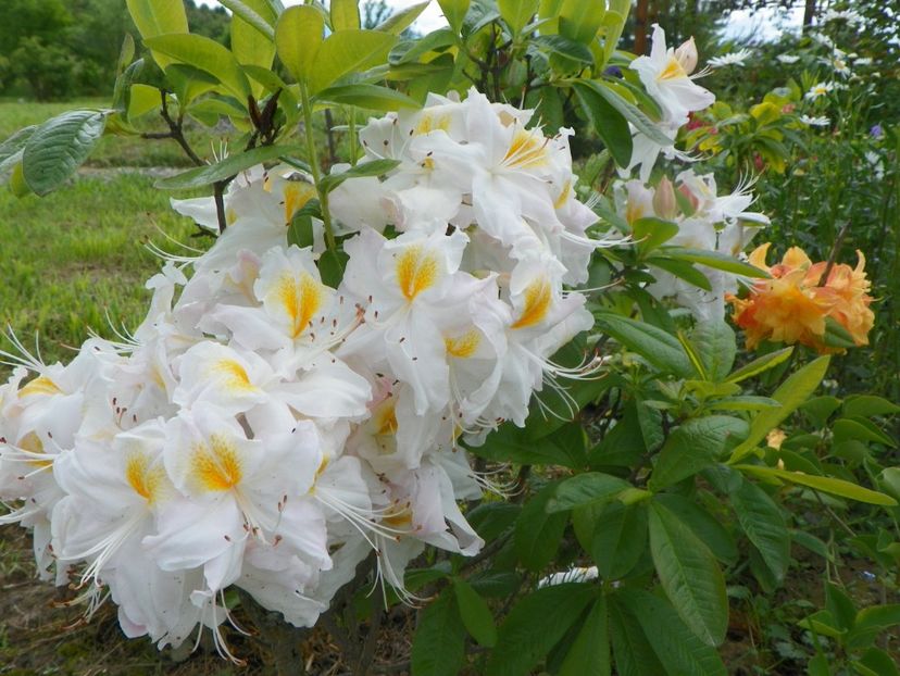 azalea Schneegold - Dobarland 2019 2