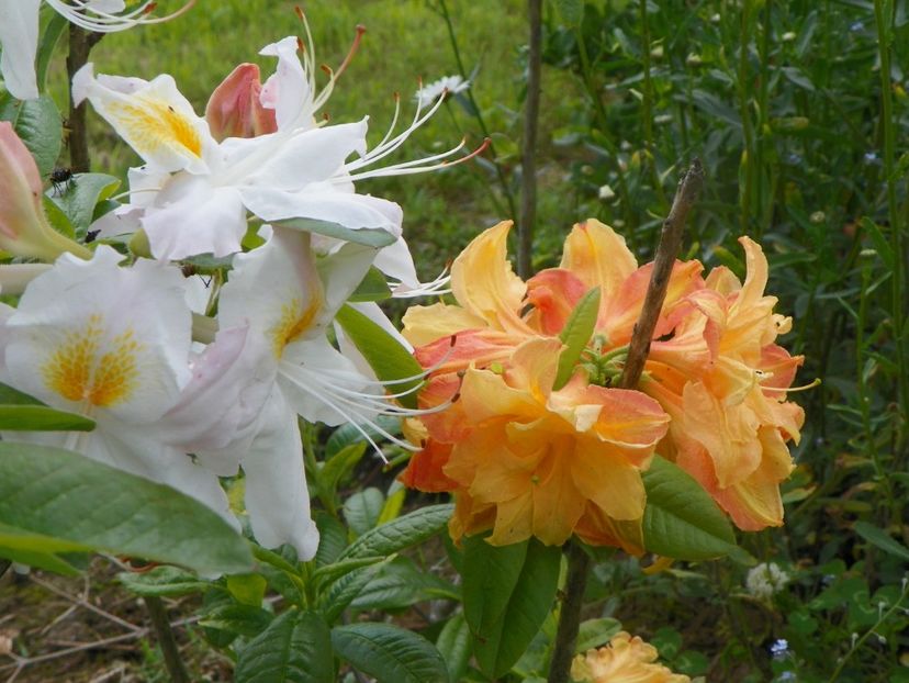 azalea Schneegold si Csardas - Dobarland 2019 2