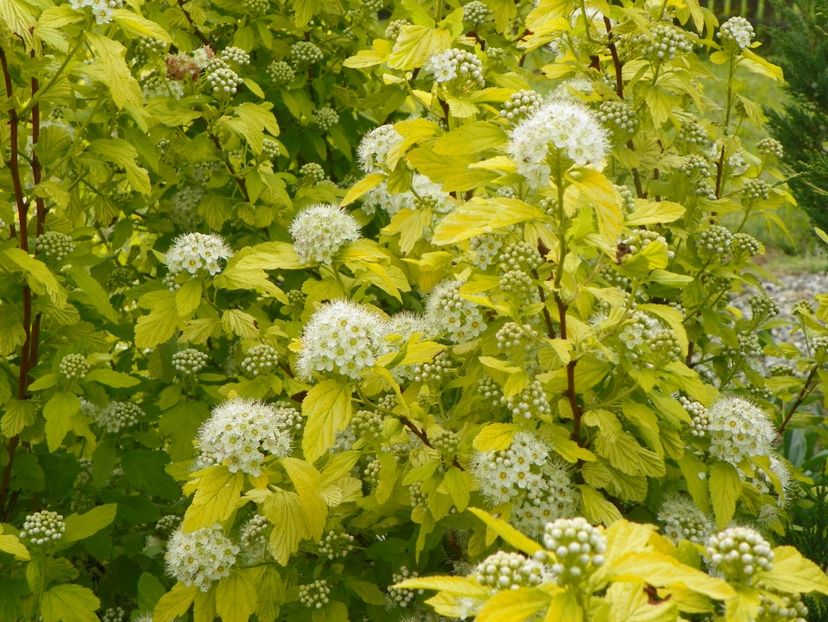 physocarpus Dart's Gold - Dobarland 2019 2