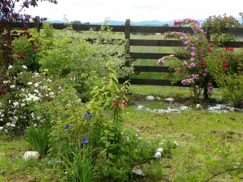 1 iun (267) - Dobarland 2019 2