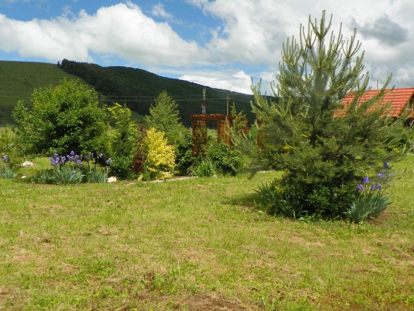 1 iun (271) - Dobarland 2019 2