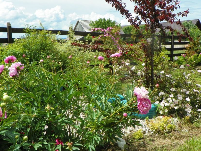 paeonia Sorbet si Stanwell Perpetual - Dobarland 2019 2