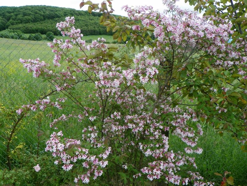 kolkwitzia amabilis Pink Cloud - Dobarland 2019 2