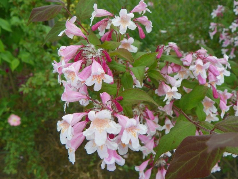 kolkwitzia amabilis Pink Cloud - Dobarland 2019 2