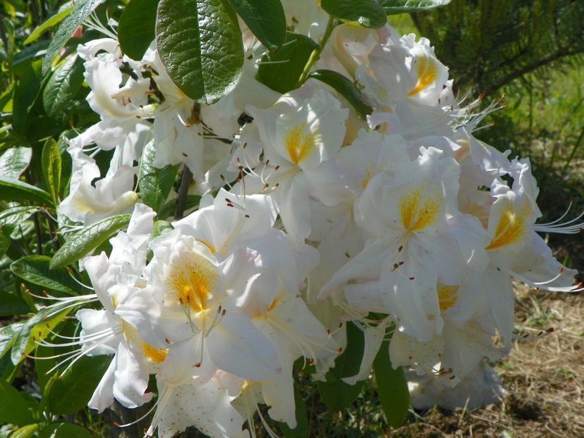 azalea Schneegold - Dobarland 2019 2