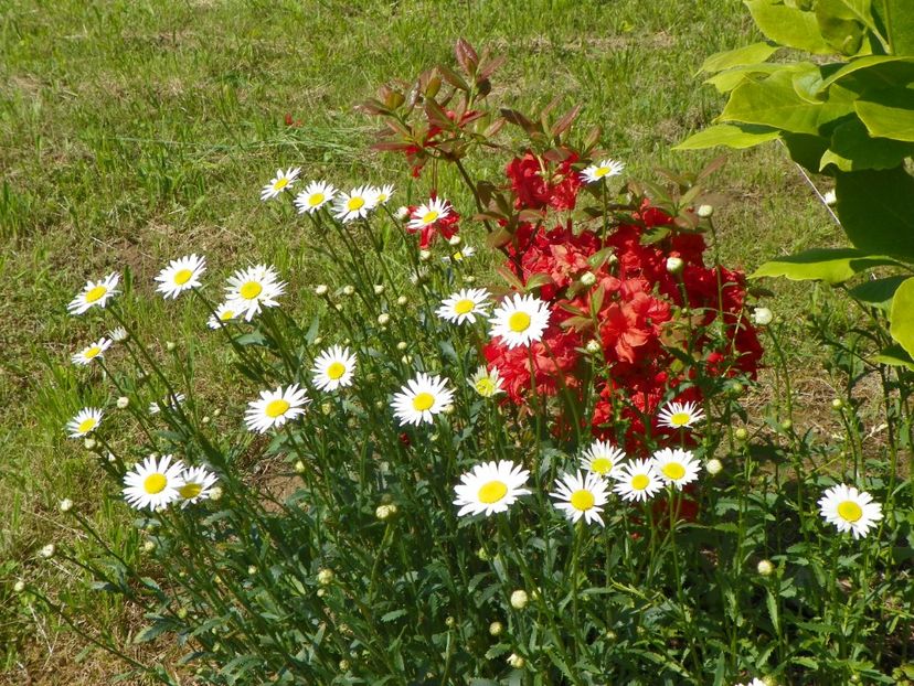 azalea Fireball - Dobarland 2019 2