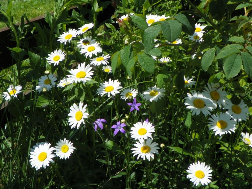 margarete - Dobarland 2019 2