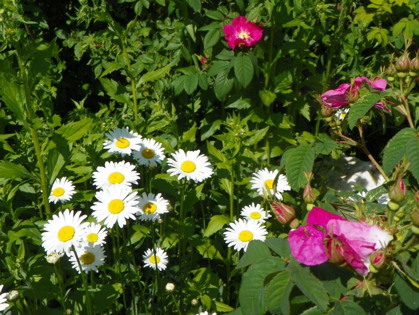 margarete si Violacea - Dobarland 2019 2