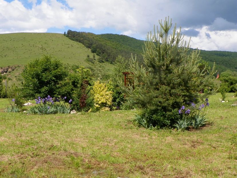 1 iun (307) - Dobarland 2019 2