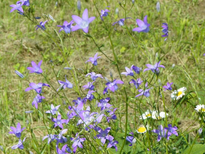 campanula - Dobarland 2019 2