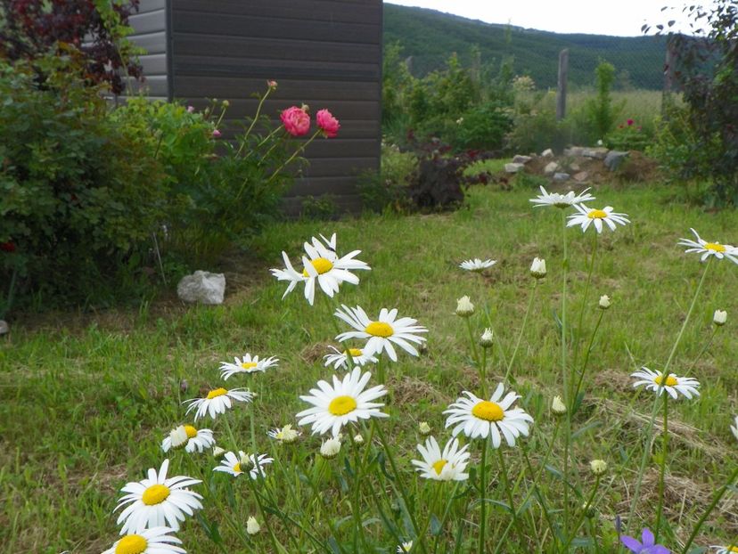 margarete si paeonia Coral Sunset - Dobarland 2019 2