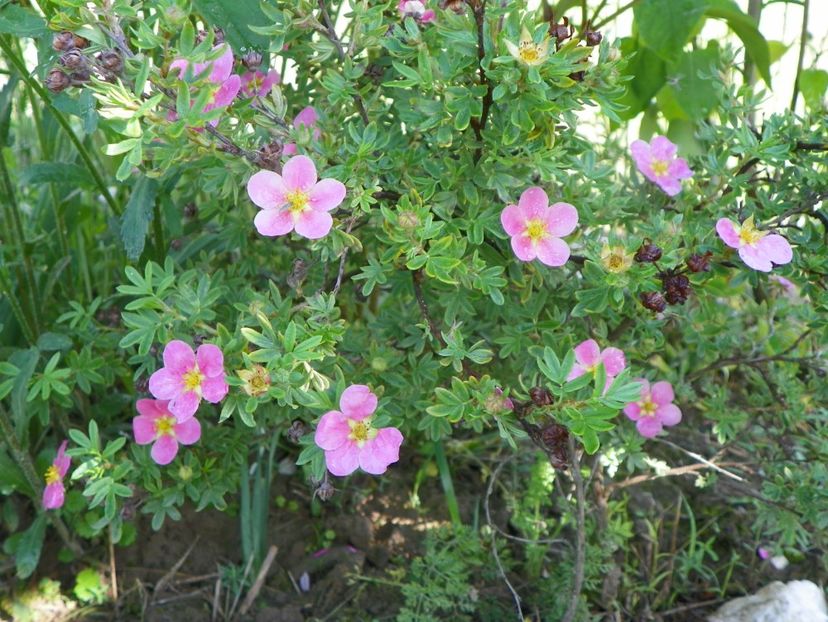 potentilla Pink Beauty - Dobarland 2019 2