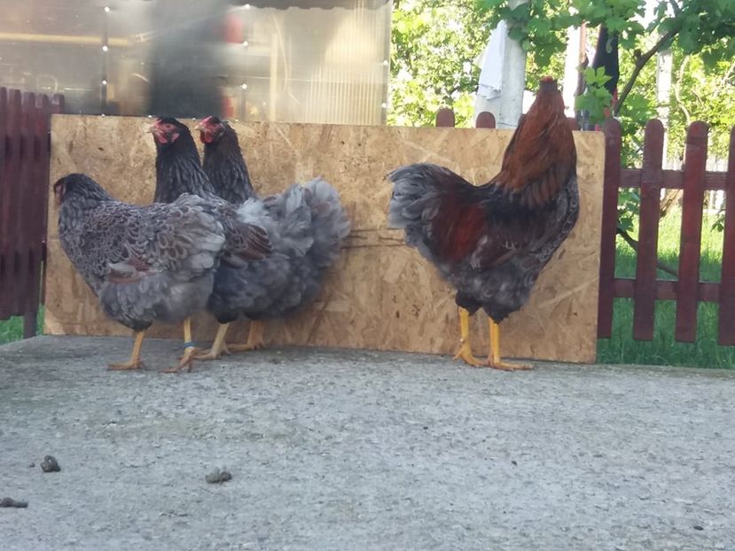  - Wyandotte auriu-albastru