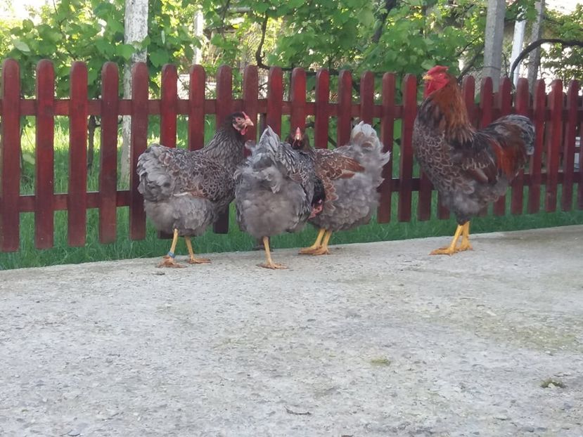  - Wyandotte auriu-albastru