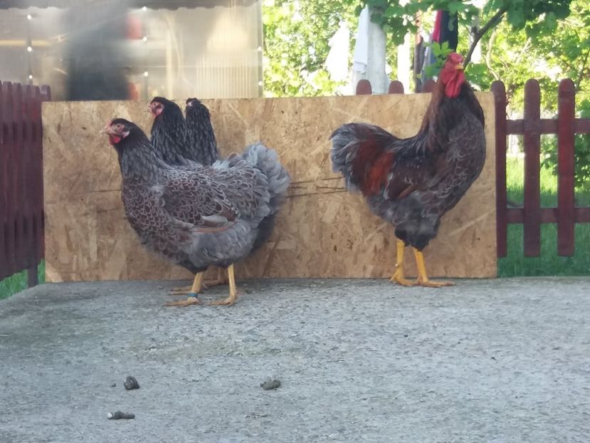  - Wyandotte auriu-albastru