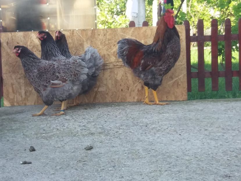  - Wyandotte auriu-albastru