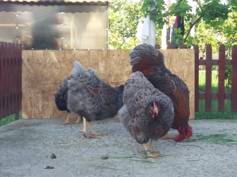  - Wyandotte auriu-albastru