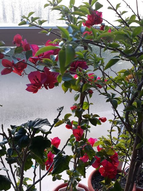  - Bougainvillea