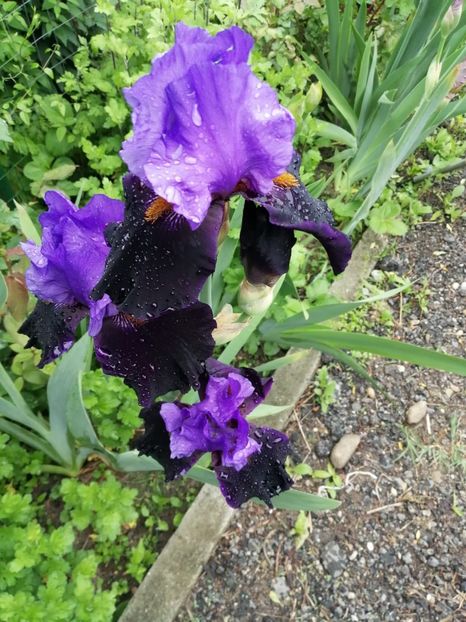 IMG-20190517-WA0022 - 0 0 IRISI