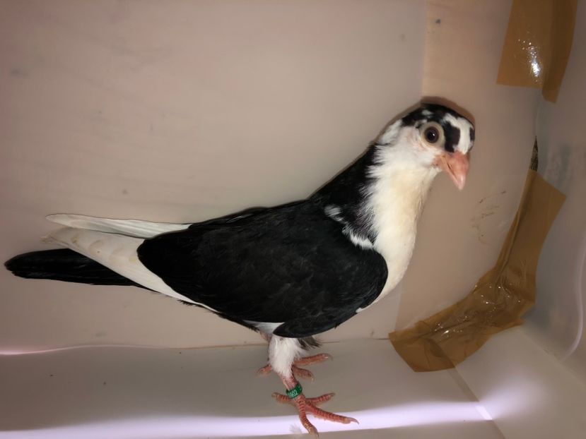 6902  mascul  2019_1 - tineret 2019