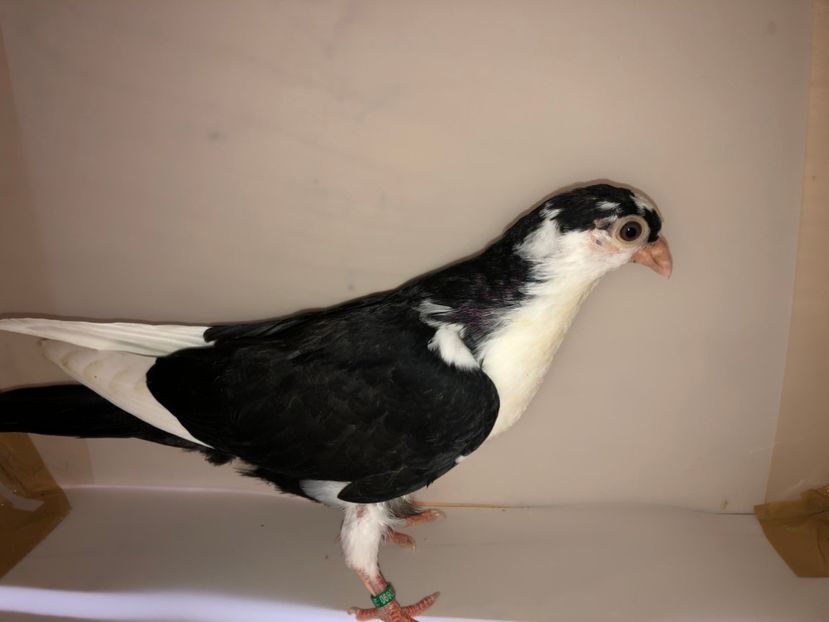 6902  mascul  2019_3 - tineret 2019