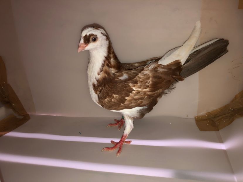 6890  femelă  2019_1 - tineret 2019