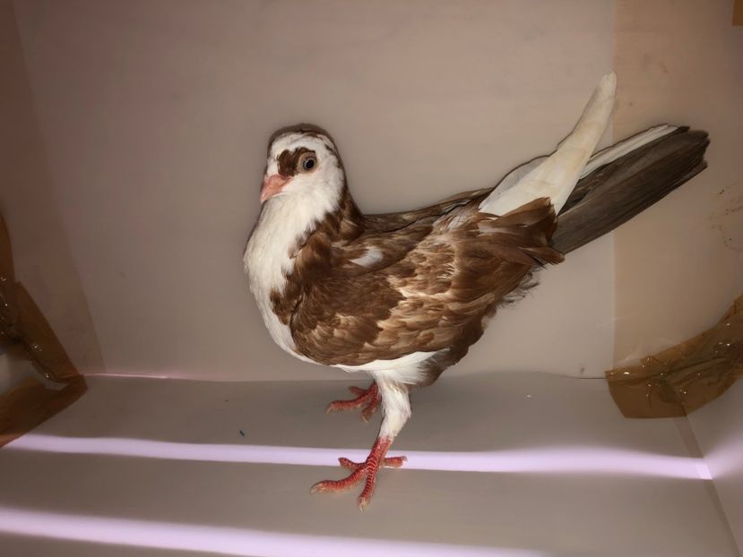 6890  femelă  2019_3 - tineret 2019