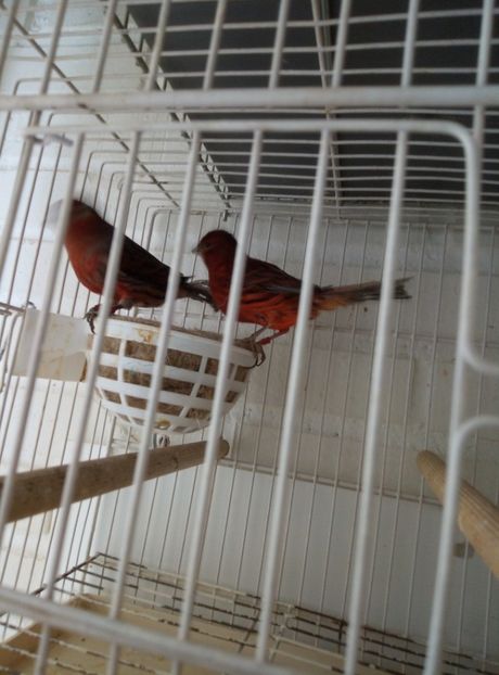  - 00 Canari de culoare