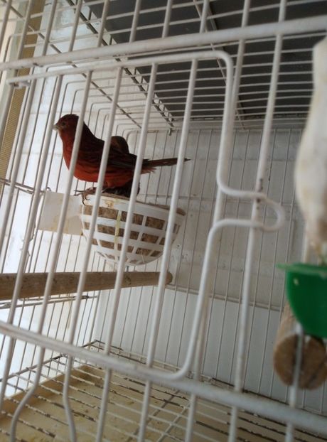  - 00 Canari de culoare