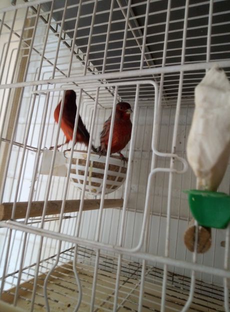  - 00 Canari de culoare