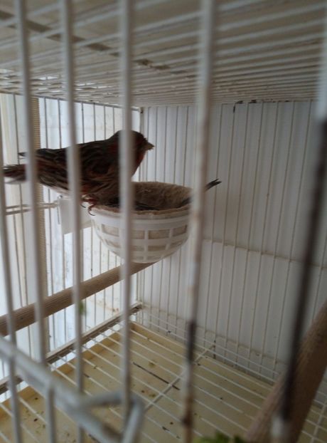  - 00 Canari de culoare